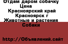 Отдам даром собачку › Цена ­ 100 - Красноярский край, Красноярск г. Животные и растения » Собаки   